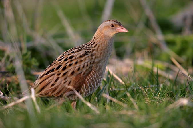 Pioneer Foods helps bring British corncrakes back into the wild